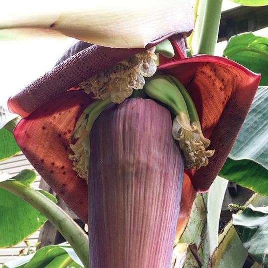 How to grow organic bananas in nontropical ag zones Tyrant Farms